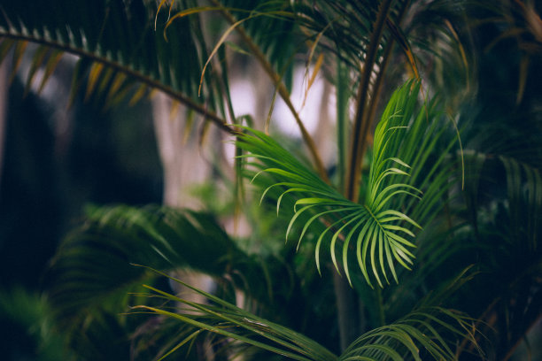 丛林棕榈树的背景图片下载