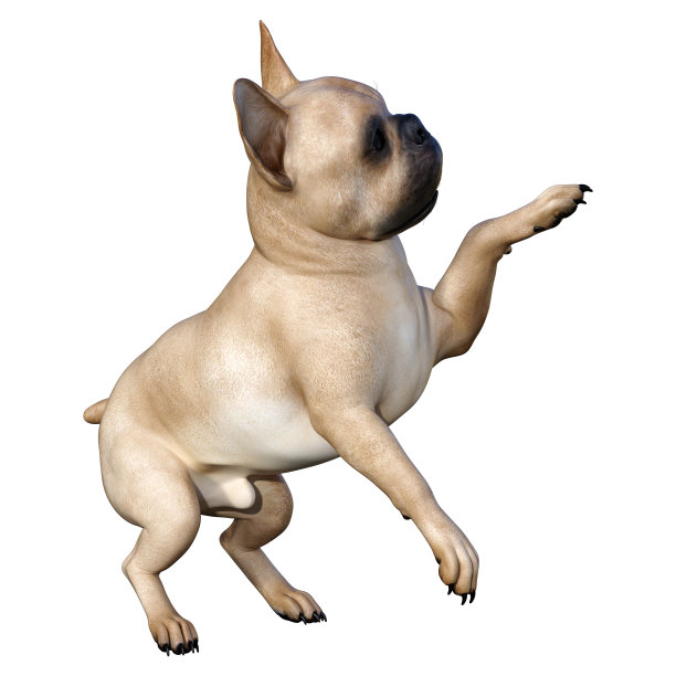 3D插图法国斗牛犬在白色图片下载