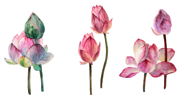 水彩睡莲插图素材图片