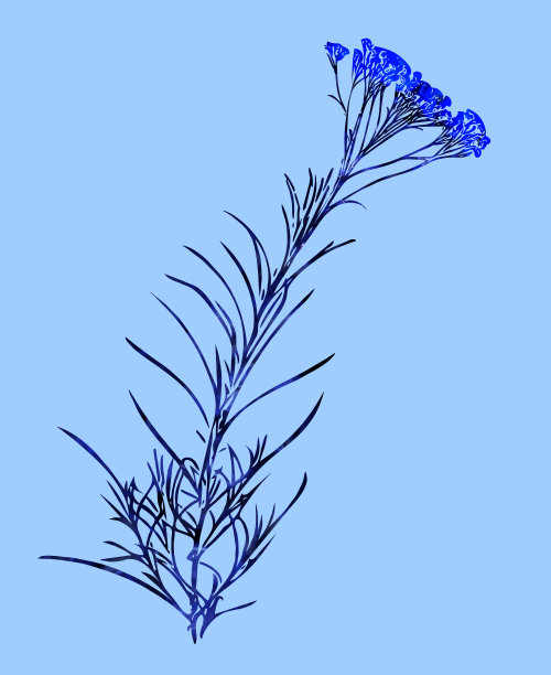 咖喱植物无缝图案，水彩插画。图片下载