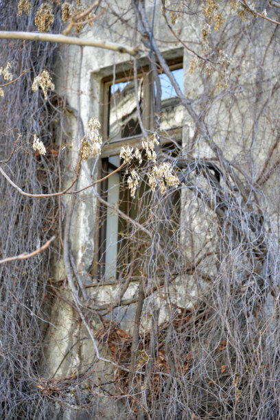 一扇长满藤蔓植物的旧窗户图片下载