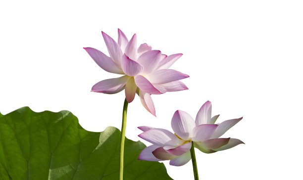 粉红色的睡莲花孤立图片下载