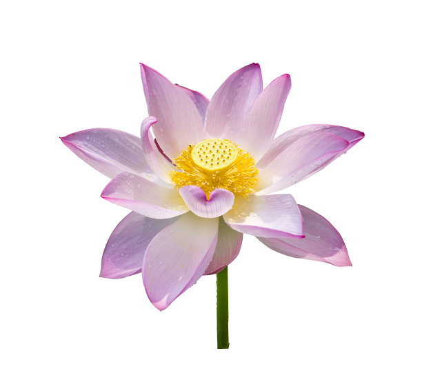 粉红色的睡莲花孤立图片下载