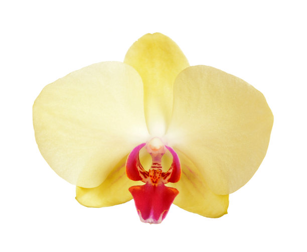 黄色的兰花图片下载