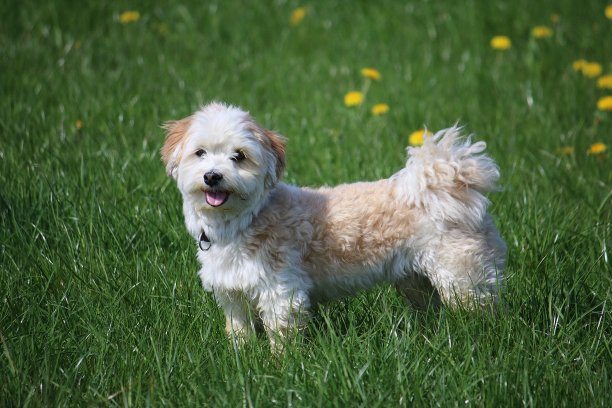 美丽的哈瓦那站在花园里图片下载