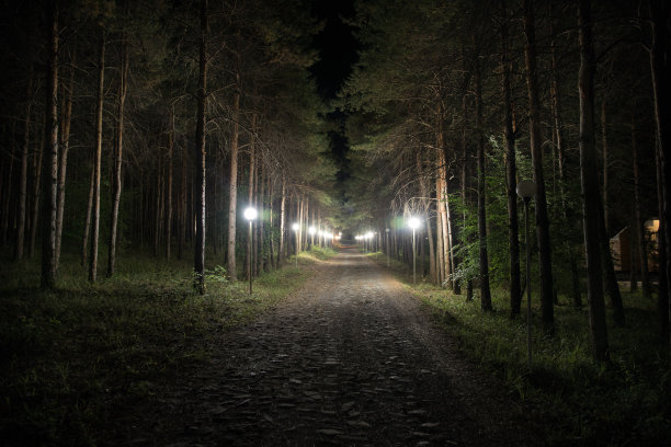 神奇的灯光在夜晚神秘的森林中闪闪发光。有着奇异光线的松树林图片下载