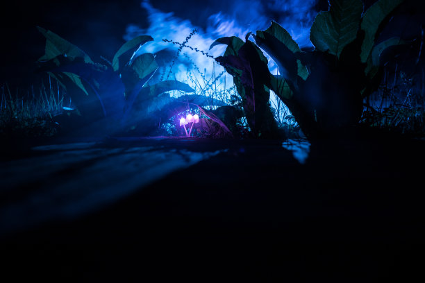 幻想发光蘑菇在神秘的黑暗森林特写。美丽的微距魔术蘑菇或三个灵魂迷失在阿凡达森林。仙女灯的背景与雾图片下载