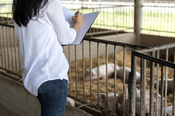 聪明的农民写笔记和检查有机农场猪的质量。农业和畜牧业图片下载