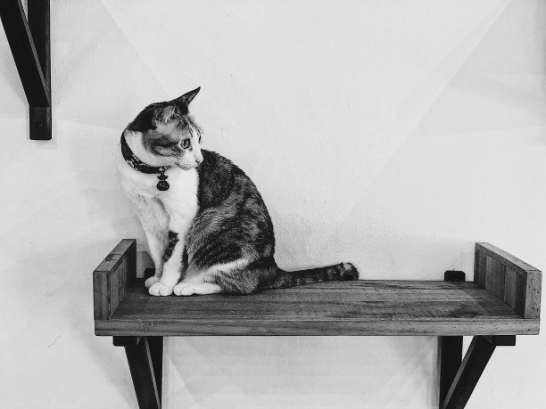 书架上的好奇猫图片下载