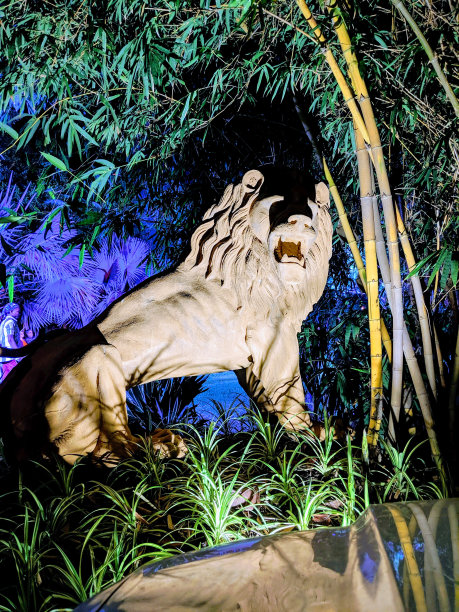 狮子在晚上图片下载