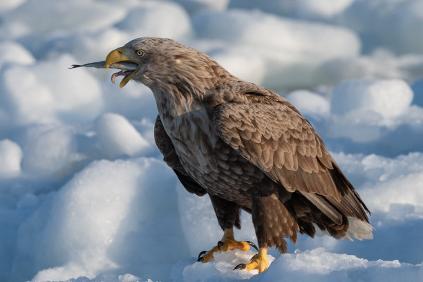 抓一个冰零食图片下载