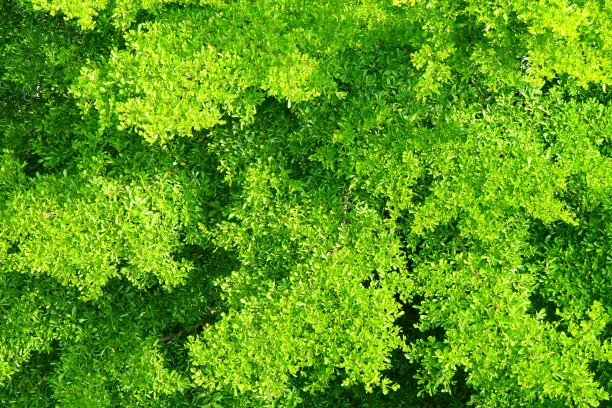 森林和树木景观纹理的顶部背景图片下载