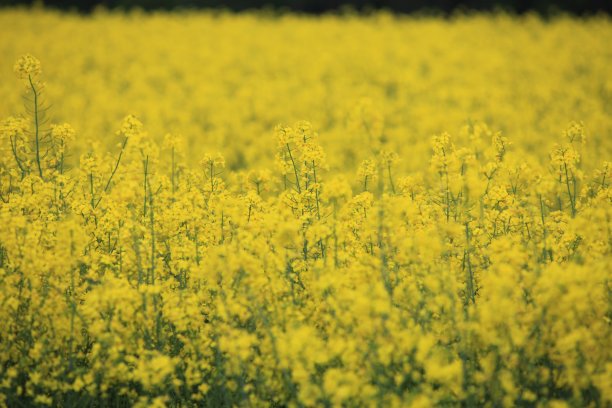 农田种植油菜图片下载