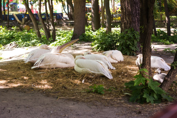 鹈鹕在池塘边休息。图片下载
