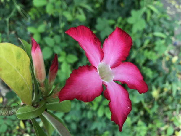 背景/性质图片下载