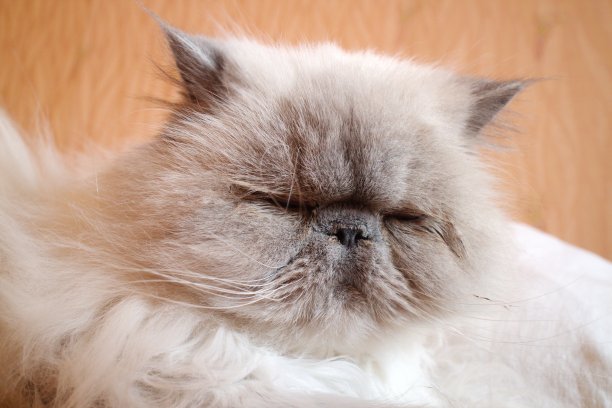 白猫躺在金色的床单上图片下载