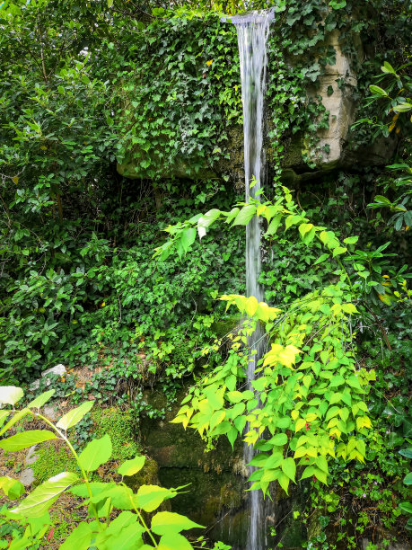 森林里高高的瀑布图片下载