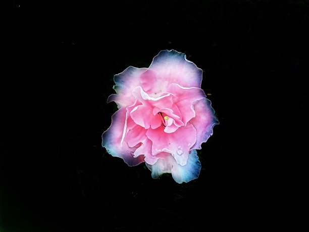 杜鹃花图片下载