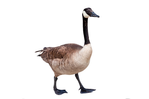 白色背景上的加拿大鹅特写图片下载