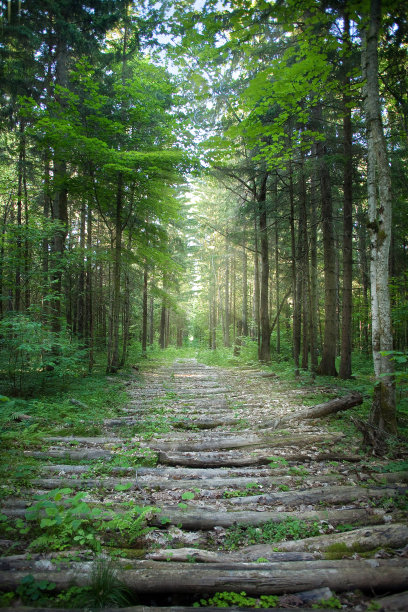 夏日森林里的一条木制小路，阳光从树枝间穿透图片下载