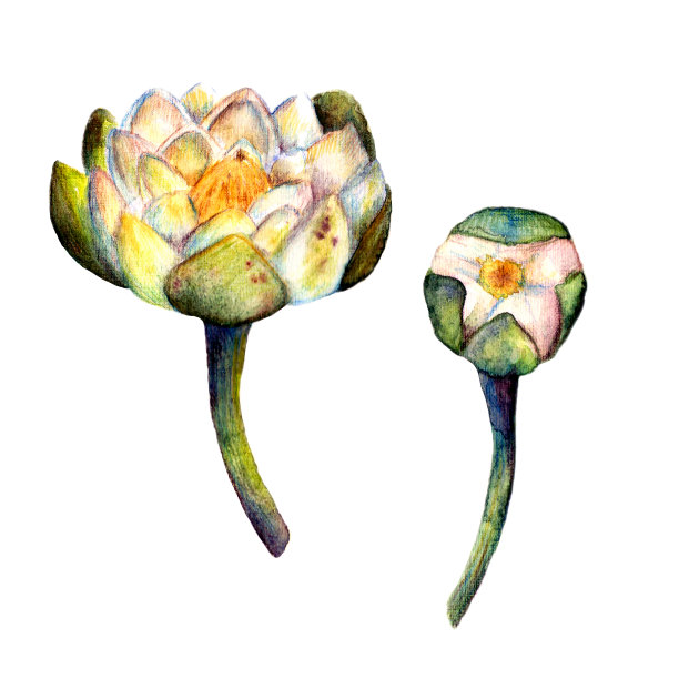 水彩沼泽植物。一对白色睡莲:一个开放的花和一个蓓蕾孤立在白色的背景图片下载