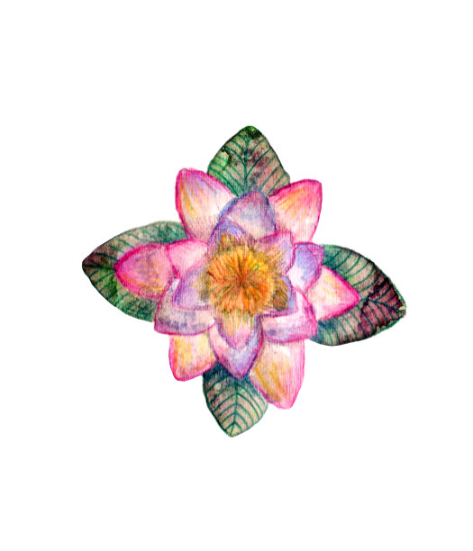 湿地植物。盛开的粉红色睡莲花孤立在白色背景上图片下载