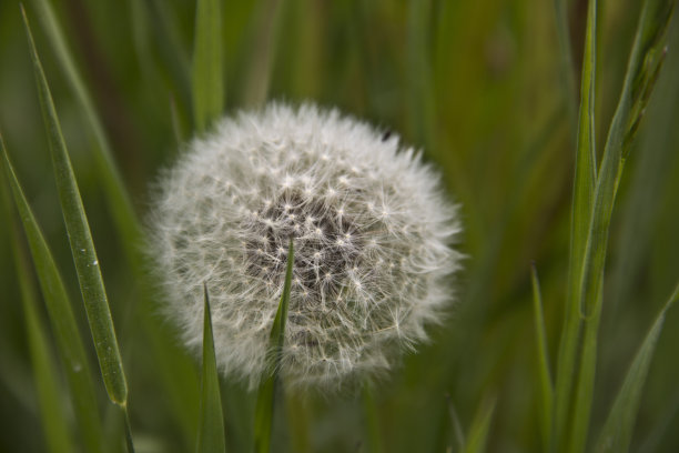 蒲公英的种子图片下载