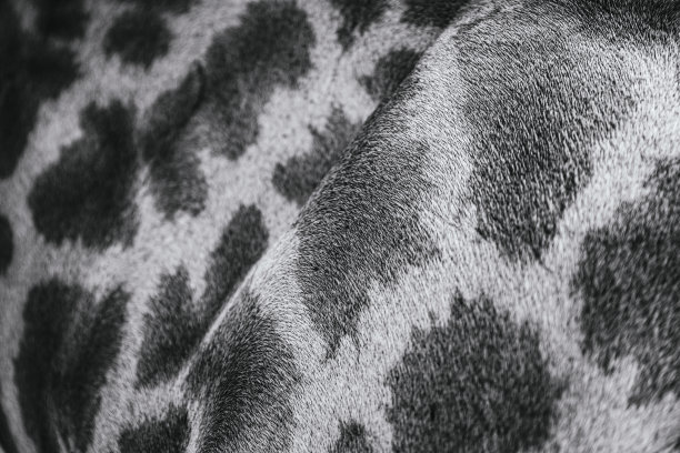 近距离观察长颈鹿黑白相间的皮肤图片下载