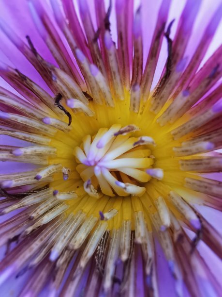 近距离观察粉红色荷花的花粉图片下载
