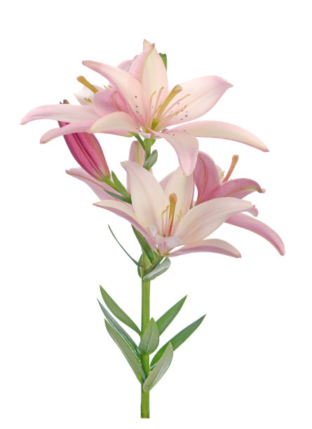 莉莉花图片下载