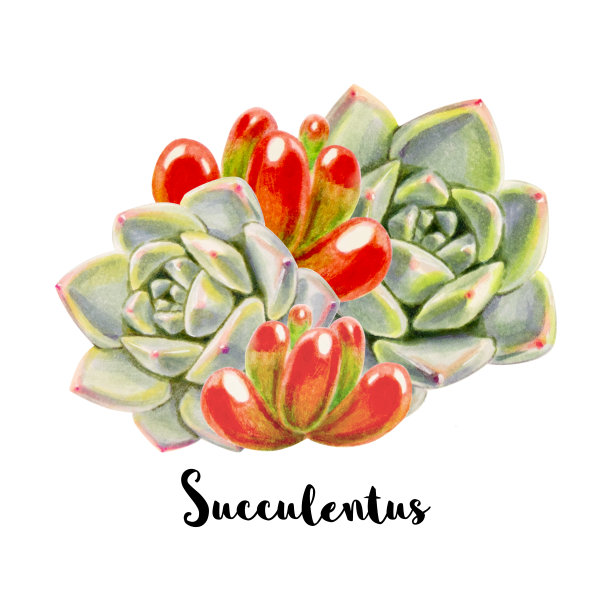由彩色多肉植物组成。装饰植物。印花。标记图。水彩画。图片下载