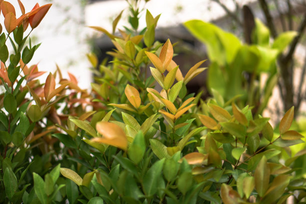 艳丽的树或凤凰花，是一种城市树，在夏季开出鲜红色的花朵，从树下的树枝上美丽的绽放。库存图片图片下载