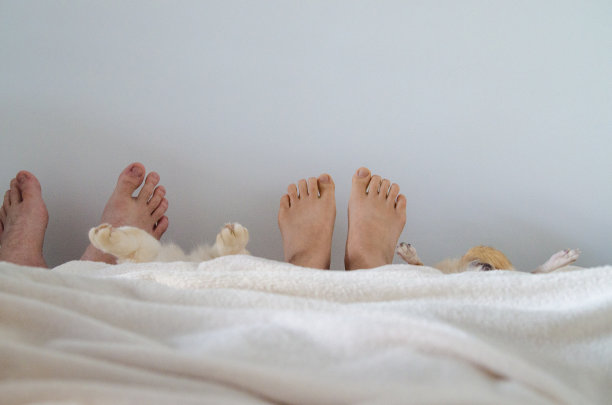 没有孩子的家庭和他们的宠物在白色的背景下的白色毯子图片下载