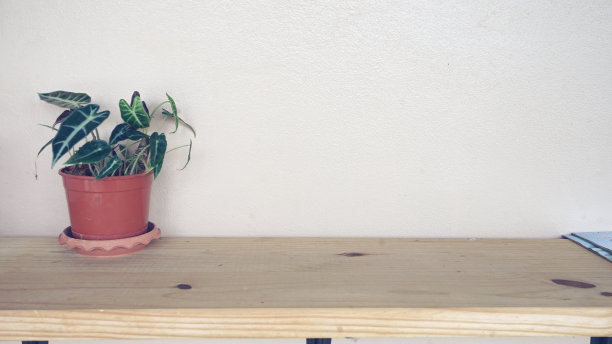 花瓶中的树放在桌子上。空间墙的背景图片下载