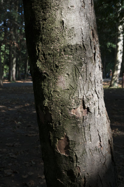 树干图片下载