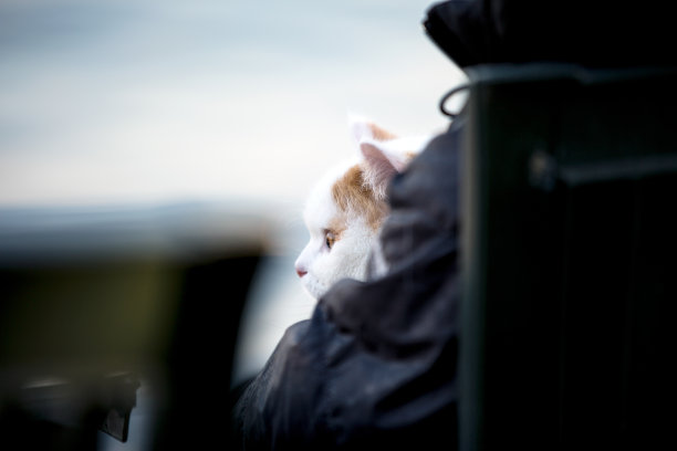 可爱的小猫坐在海滩上看日落图片下载