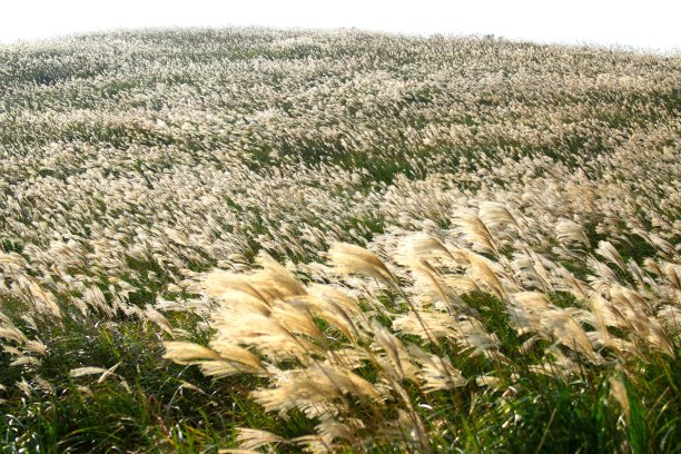 鸟起来，花园，鸟，秋天，马，图片下载