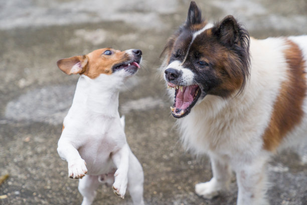 年轻顽皮的狗咆哮散步和玩好玩的杰克罗素梗宠物和侵略性的曼谷狗在室外花园在房子图片下载