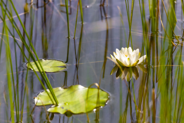 睡莲的肖像图片下载