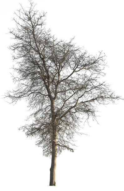 没有叶子的枯树孤立在白色背景上。剪切路径图片下载