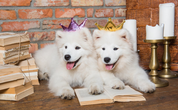 白色毛茸茸的萨摩耶小狗狗与书图片下载