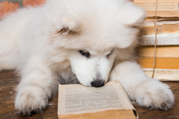 白色毛茸茸的萨摩耶小狗狗与书图片下载
