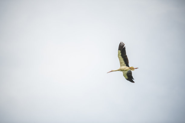 一只鹳飞过没有蓝天的天空图片下载