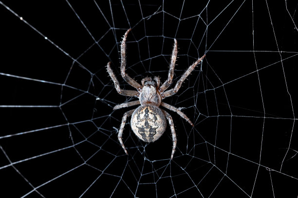 蛛网上的蜘蛛图片下载