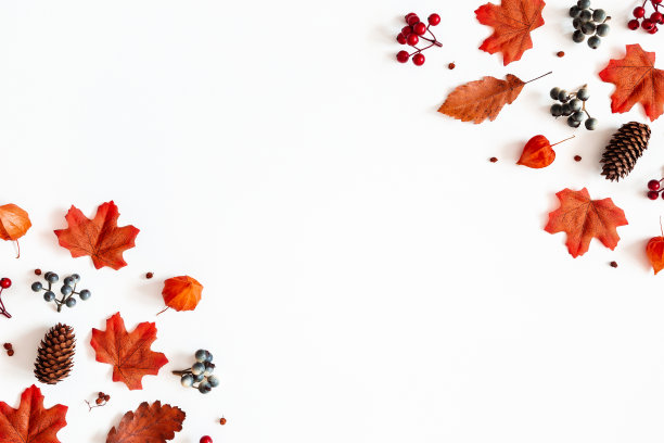 秋天的成分。框架由花，枫叶，浆果在白色的背景。秋天，秋天，感恩节的概念。平铺，俯视图，拷贝空间图片下载