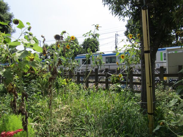 日本千叶县流山市的老火车图片下载