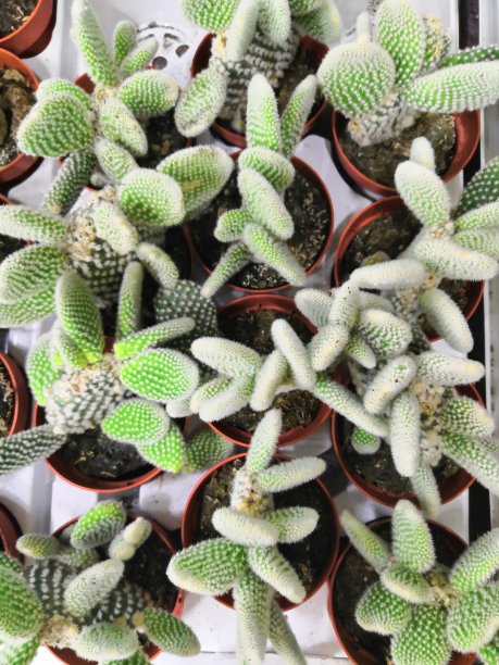 花园中心和批发供应商的概念。许多不同的仙人掌在花盆在花店的货架上的手推车。图片下载