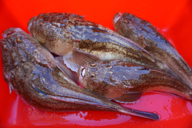 占星者或Uranoscopus在红碗里的斑斑。通常埋在沙或泥中的鱼图片下载