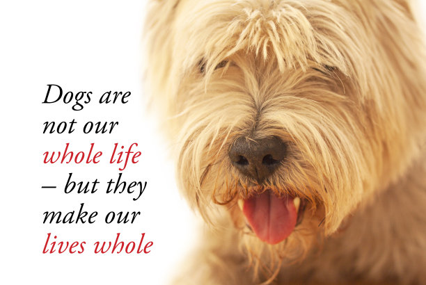 关于狗和人类的励志名言:狗不是我们生命的全部，但它们让我们的生命完整。和可爱的西部高地白梗狗。——图片图片下载