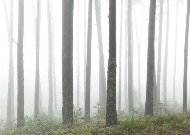赶不上时代的森林图片下载